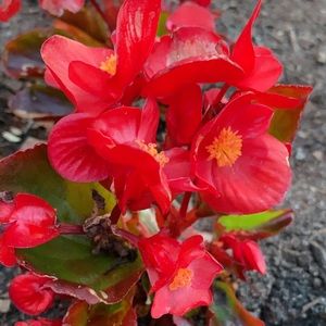 Meet your Posher, Shweta